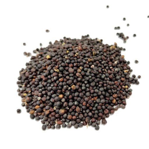 SEMENO REPKY 1kg