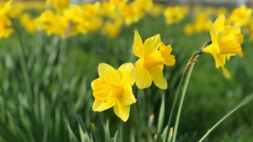 Sviečková vôňa Daffodil sójový voskový olej na sviečky 10 ml