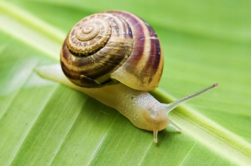 Maska Maska so slimačím slizom a kolagénom v plachte na tvár Haokali