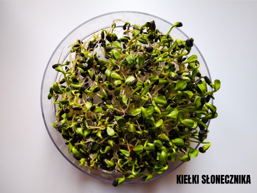 Slnečnica, slnečnicové semienka, klíčky, siatie, 10g