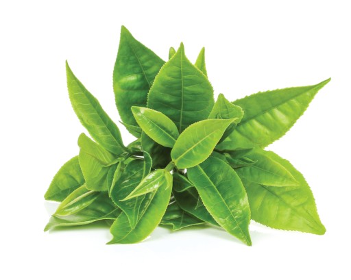 Xpel TEA TREE čajovníkový olej 30 ml