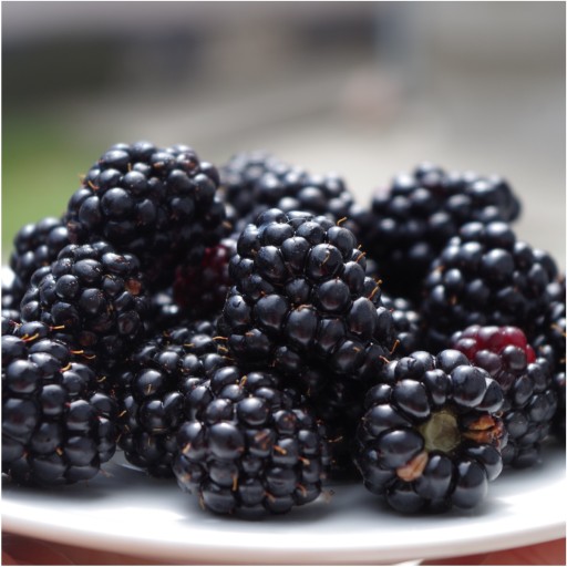 MRAZOM SUŠENÁ BLACKBERRY 25g HiFOOD BEZ KONZERVANTOV