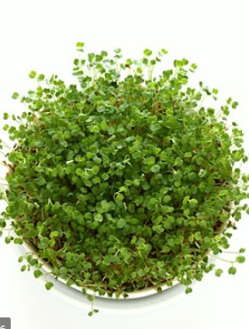 Semienka rukoly na klíčky BIO 20g