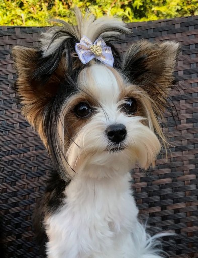 Glamour červená mašľa s bodkami, 4,5 cm, gumička