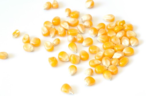 Popcornové zrno 1kg KUKURICA na pečenie / BIOSWENA
