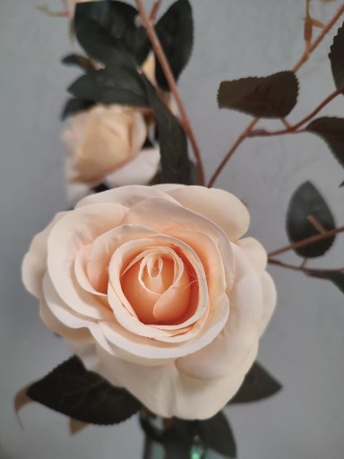Krémová záhradná RUŽA do vázy na kyticu 94 cm