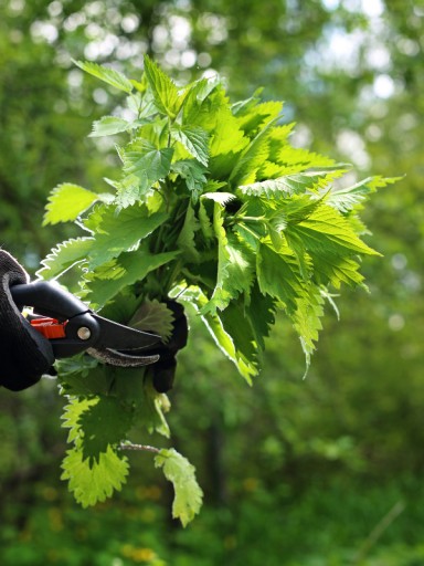 Lisovaná žihľavová šťava Nettle 100% 300ml