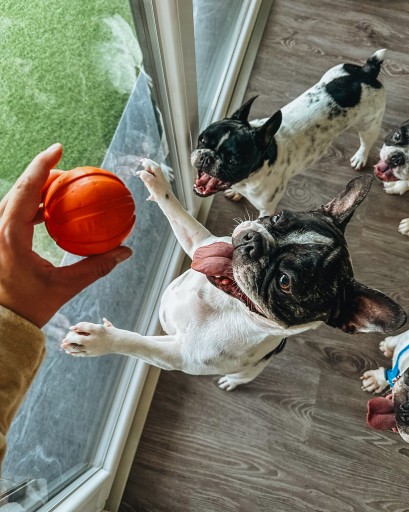 Liker 7 – loptička pre malé a stredné plemená psov