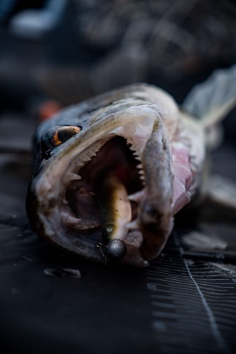 Savage Gear Craft Bleak 7cm - Roach