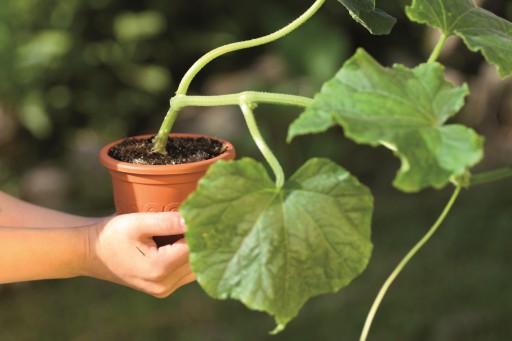 KVETINÁČ ZÁHRADNÝ Črepník, priemer 23cm, ODOLNÝ DEKORATÍVNY
