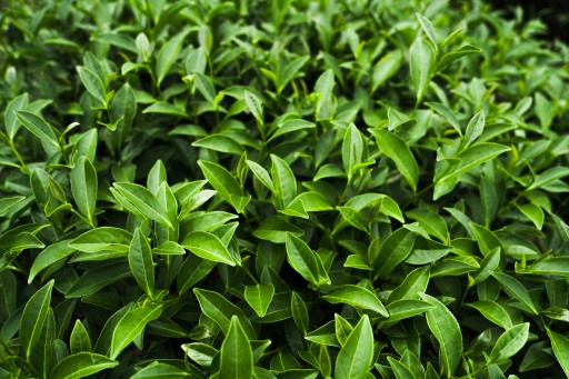 Pikantný indický čierny listový čaj Madras Premium Leaves 100g LOYD