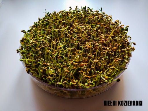 SEMIENKA NA KLÍČKY Senovka grécka 20g od Skworcu