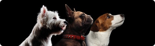 Pet Republic pre psov malých plemien, mix, 12x100g