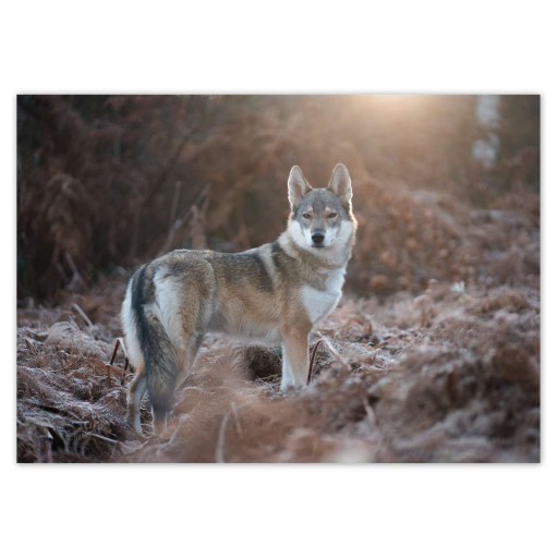 Samolepky A5 LEVEL Majestátny vlk