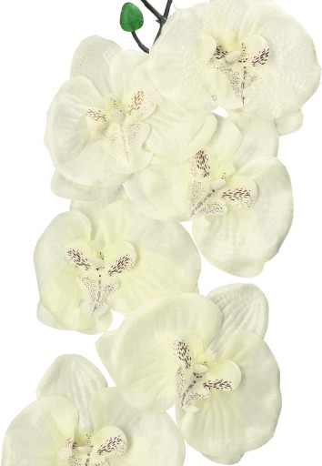 ORCHIDEA ORCHIDEA JEDNODAROVÉ PREVODY 75cm