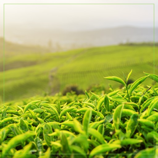 ZELENÝ LISTOVÝ ČAJ SENCHA 200g JEDINEČNÝ