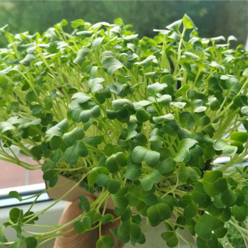 Daikon semená reďkovky na klíčky 100g