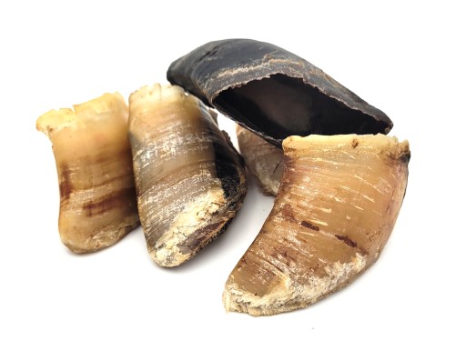 Prírodná žuvacia pochúťka pre psov - Pazúr na lýtkové kopyto 2 ks