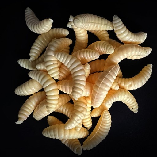Umelé červy WHITE BAIT Návnada PINKA Mušky LARVA Set 100 ks