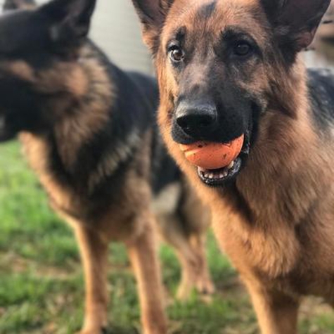 Chuckit FETCH BALL pre psov M loptička