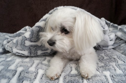 Deka pre psa a mačku deka 75x50 FLEECE SOFT WARM Lovedog pelech S