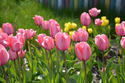 Sviečková vôňa TULIP sójový olej na sviečku 10 ml