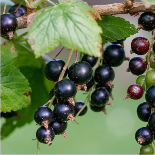 ČIERNE RIBEZE SUŠENÉ MRAZOM 50g HiFOOD