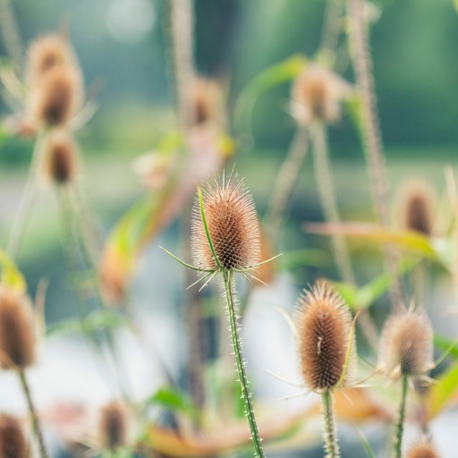 TEASLE ROOT POLISH TEASEL 100% bolerióza