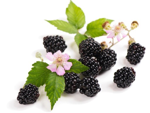 Haribo Balla Stixx Malina Blackberry 200g