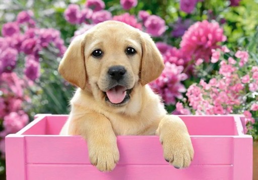 Puzzle 300 Labrador v krabici Castorland B-030071