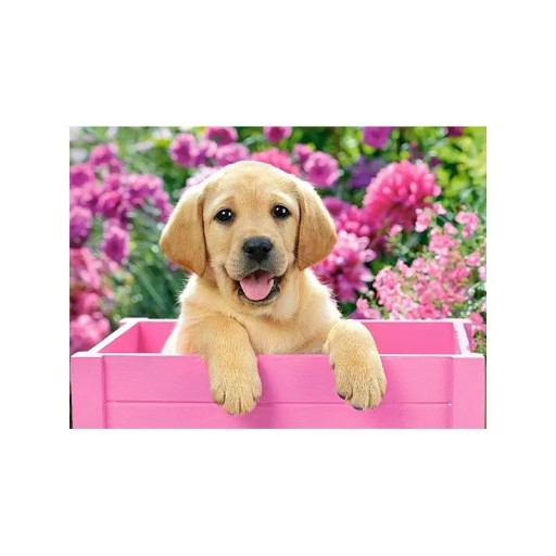 Puzzle 300 Labrador v krabici Castorland B-030071
