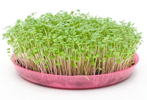 ARUKOLA Toraf semená klíčkov 10g EKOLOGICKÉ BIO