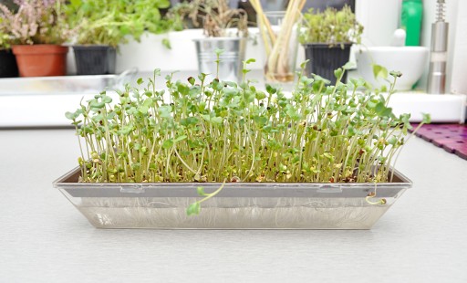 Toraf semená klíčkov BROKOLIE 10g EKOLOGICKÉ BIO