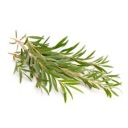 Tea Tree HYDROLAT z čajovníka 50ml