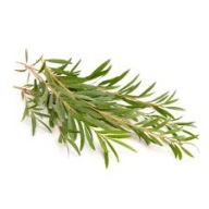 Tea Tree HYDROLAT z čajovníka 50ml