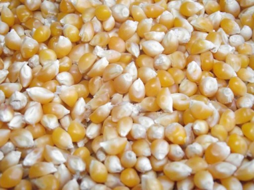 POPCORN pukance 1kg bez soli