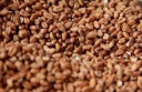 PŠENIČNÝ slad svetlý 4,5 EBC Crisp 1kg