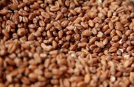PŠENIČNÝ slad svetlý 4,5 EBC Crisp 1kg
