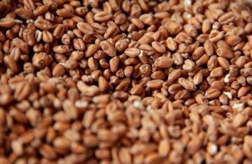 PŠENIČNÝ slad svetlý 4,5 EBC Crisp 1kg