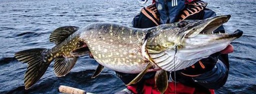 Mistrall oceľový náväzec 1x7 20cm 15kg