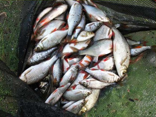 SIEŤ NA RYBÁRSTVO 4 KRUHY 40/80CM