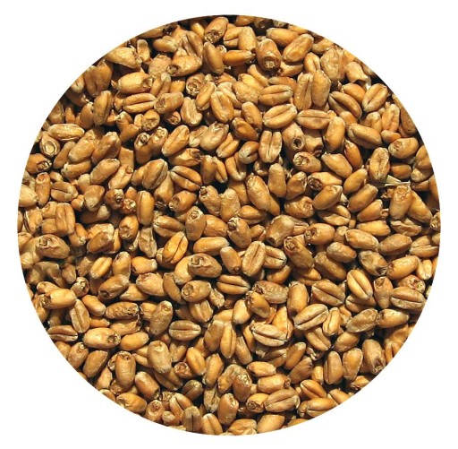 PŠENIČNÉ SLADY STRZEGOM 1kg Vikingský slad