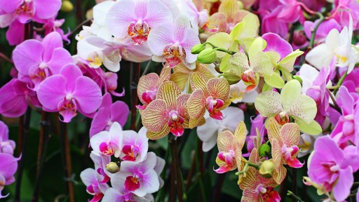 Compo Sana substrát pre orchidey 5l